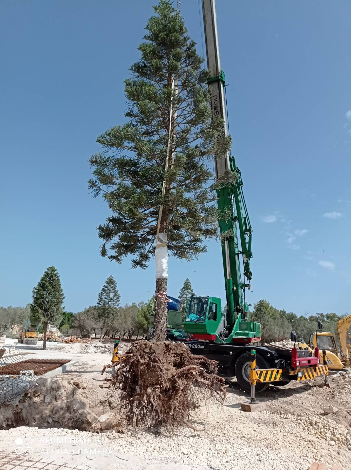 tree relocation transplanting